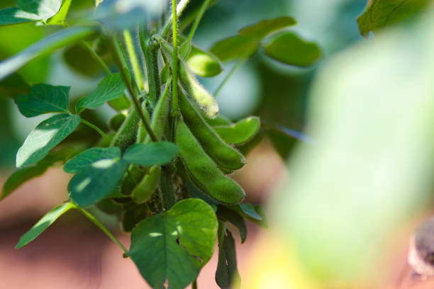 A close-up shot of edamame beans growing on a vine in a field. The beans are green and plump, surrounded by lush green leaves.