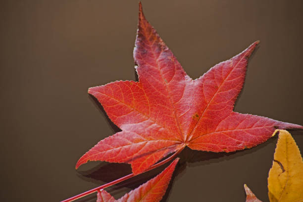 A single autumn leaf isolated on a dark background
