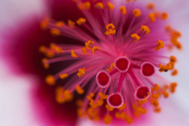 A macro view of the stigma and anthers of a pink Hibiscus flower