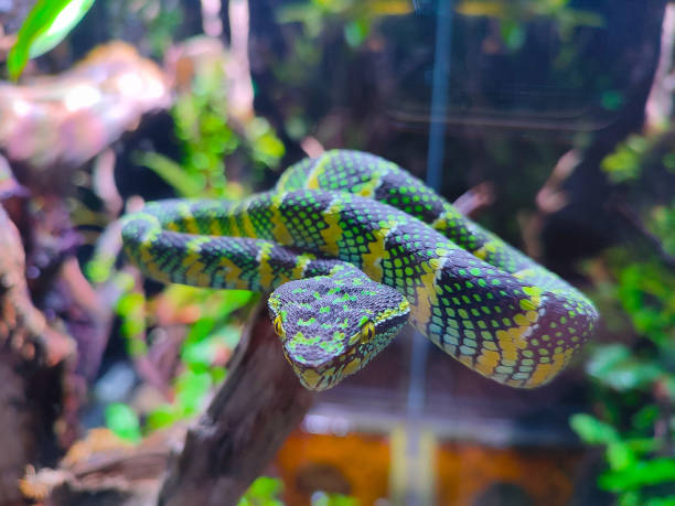 istock Tropidolaemus wagleri snake 2168800917