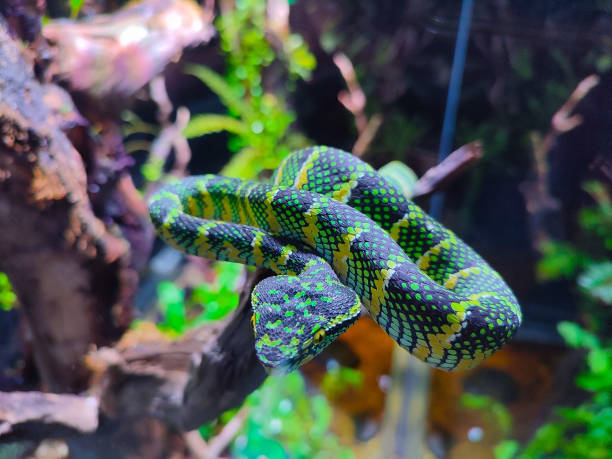 istock Tropidolaemus wagleri snake 2168801127