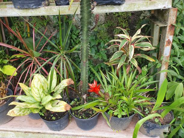 House plant and flower