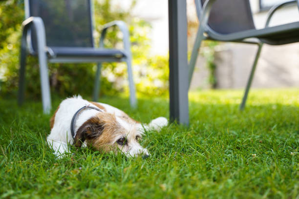 istock A dog lies on a green meadow 2168803590