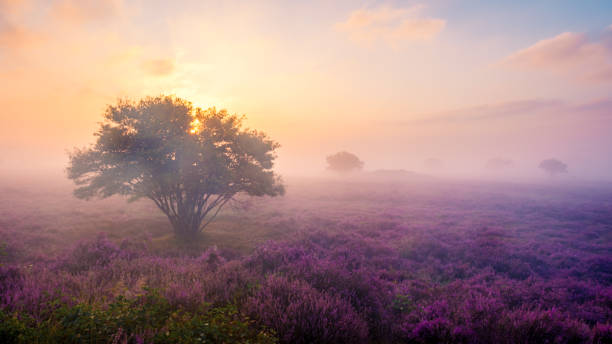 istock Majestic blooming heather fields at dawn in Veluwe Zuiderheide, Netherlands 2168803940