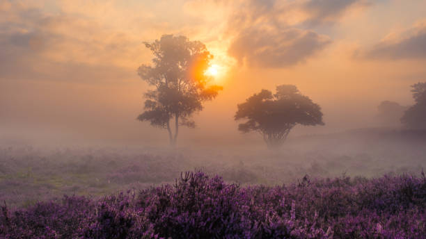 istock Serene sunrise over blooming heather fields in Veluwe Zuiderheide, Netherlands 2168803944