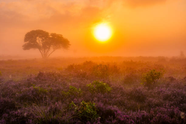 istock Breathtaking sunset over blooming heather fields in Veluwe Zuiderheide, Netherlands 2168803960