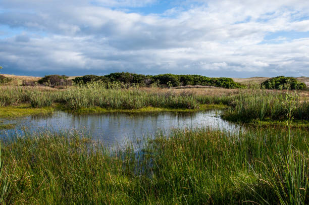 istock landscape with a pond ,dry grass and blue sky with white clouds 2168807528
