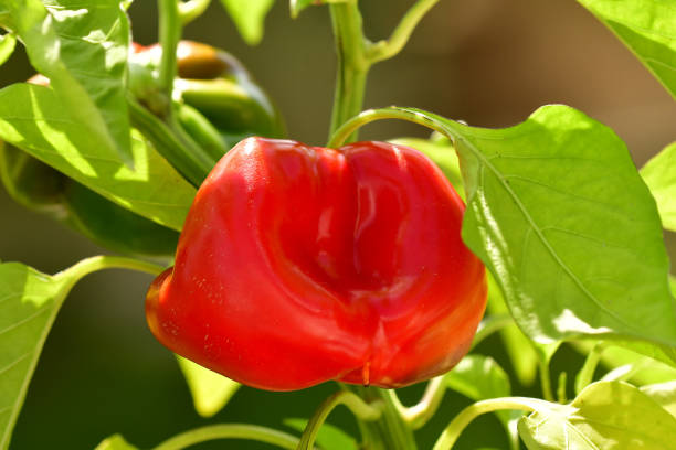 istock red ripe pepper on a plant 2168808264