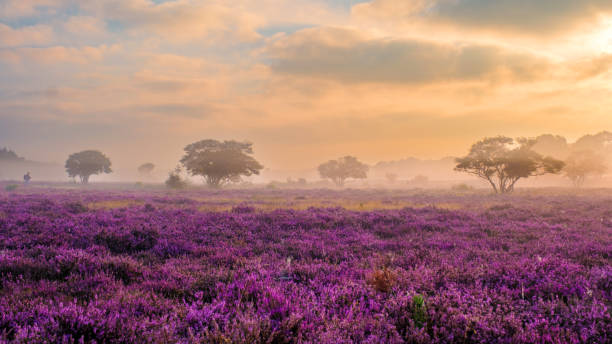 istock Vibrant heather fields bloom at Veluwe Zuiderheide in the Netherlands at dawn 2168809324