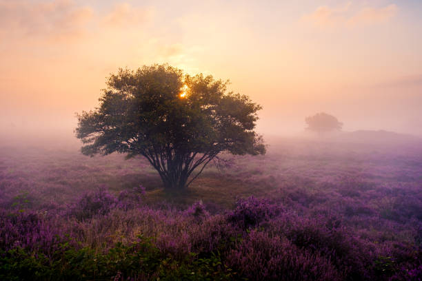 istock Fields of blooming heather at sunrise in Veluwe Zuiderheide, Netherlands 2168809326