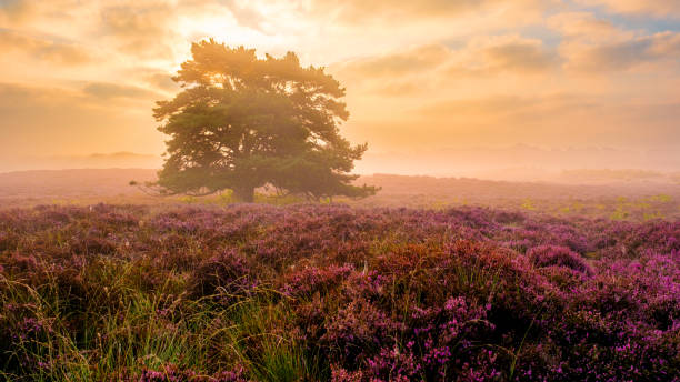 istock Blooming heather fields at sunrise in Veluwe Zuiderheide, Netherlands 2168809328
