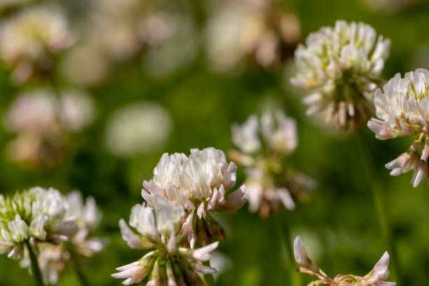 a clover blooming with white flowers in early summer