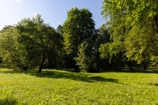 istock Mixed deciduous forest with green foliage in summer 2168809758