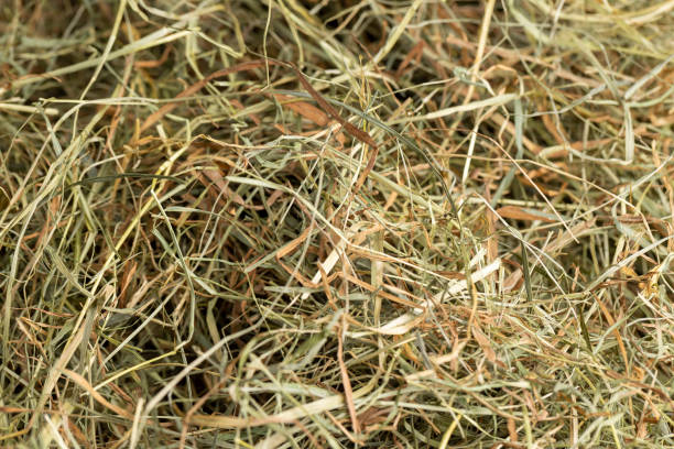istock Dehydrated Dried Grass for hay production in agriculture 2168809890