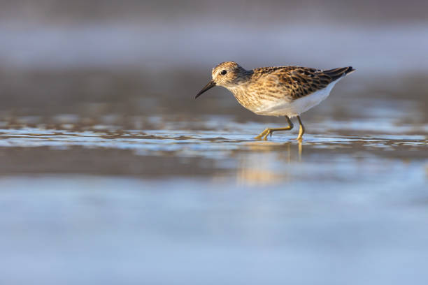 istock Least Sandpiper in autumn migration 2168810697