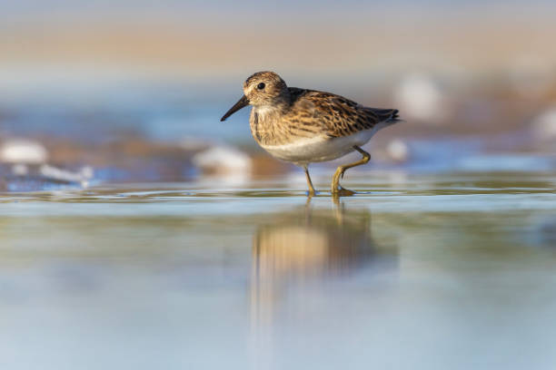 istock Least Sandpiper in autumn migration 2168810699