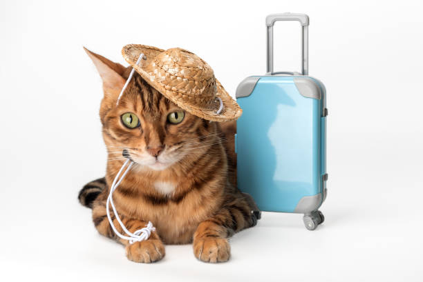istock Cute cat with suitcase and in straw hat on white background. 2168811610