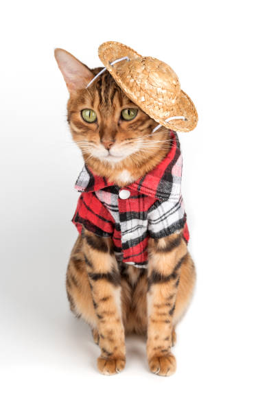 istock Funny bengal cat in shirt and hat. 2168811655
