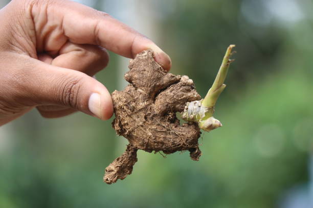 istock Fresh green ginger seedling held in the hand with natural light and background 2168813051