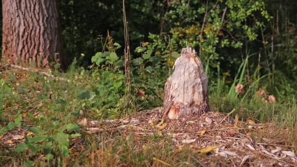 istock Fallen Tree Trunk Stump Chewed Gnawed Damaged by Wild Beaver 2168817387