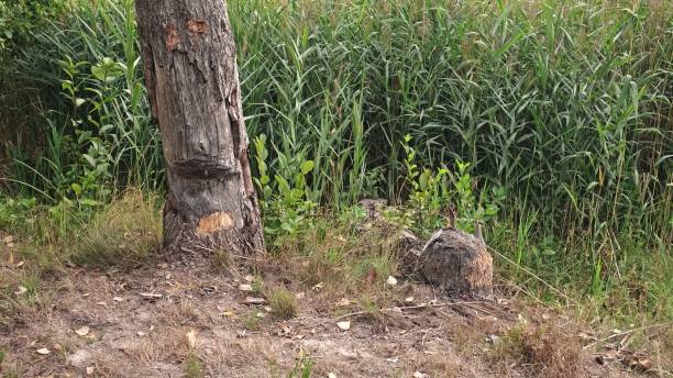 Tree Trunks Stum Chewed Gnawed Damaged by Wild Beaver