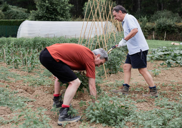 istock Two men working together in a vegetable garden 2168820247