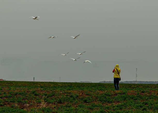 White geese swans fly in the gray autumn sky. High quality photo