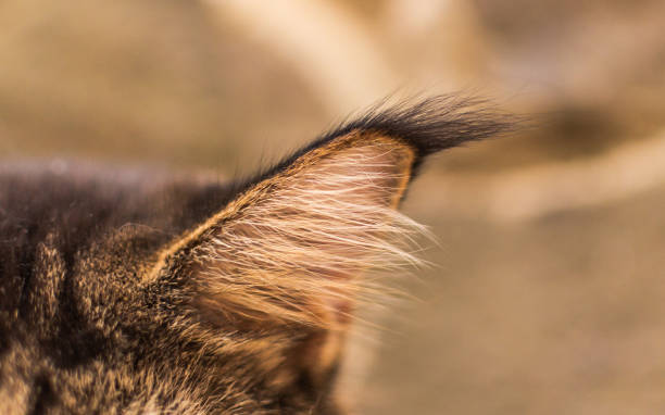 istock Maine Coon ear with distinctive tassel 2168820896