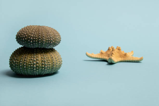 two sea urchin skeletons put on wood table with blurred background of the blue sea and cloudy sky
