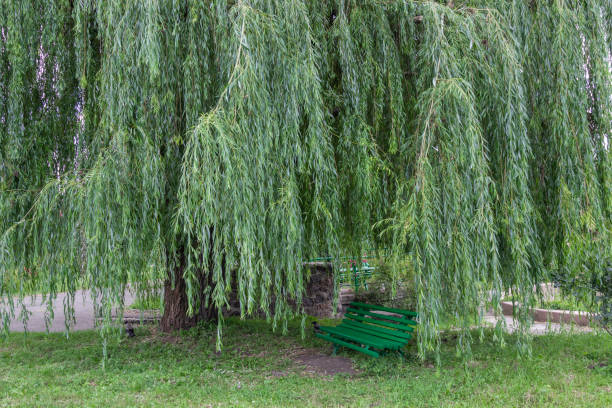 Large willow tree with hanging branches in the park. Green wooden bench under a willow tree.