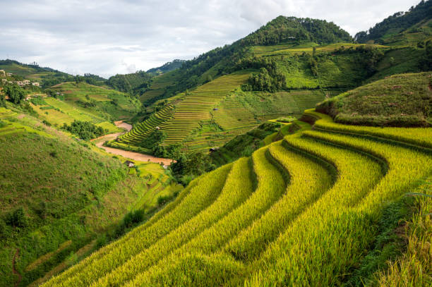 istock Terraced rice field in Mu Cang Chai, Vietnam 2168826529
