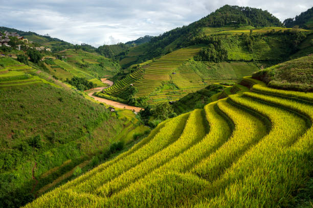 istock Terraced rice field in Mu Cang Chai, Vietnam 2168826533