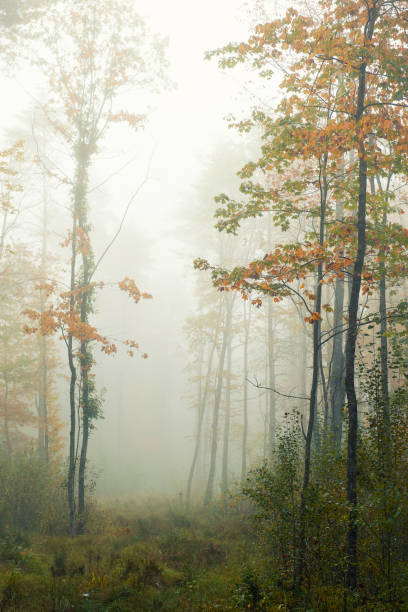 istock autumn forest in fog. 2168828476