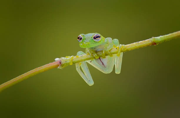 istock Chimerella mariaelenae glass frog on a small flower stem 2168831321