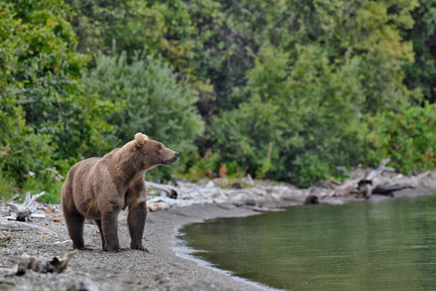 istock Brown Bear mother looking out on a lake beach 2168831396