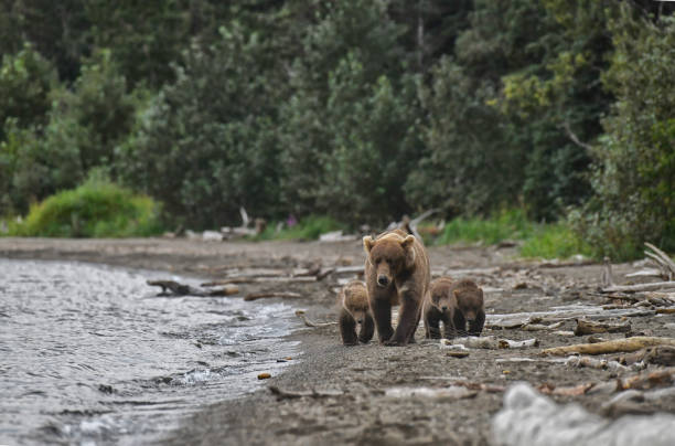 istock Brown Bear and three cubs walking on a beach in the Alaskan wilderness 2168831423