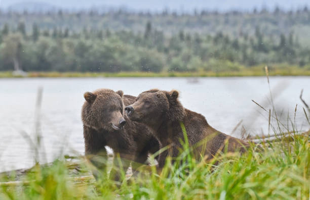 Two Brown Bear siblings are seen playing on a lake beach in Katmai National Park Alaska.  One bear is looking at the other.  There are a lot of flies around and near the bears.  Both bears are yearling.