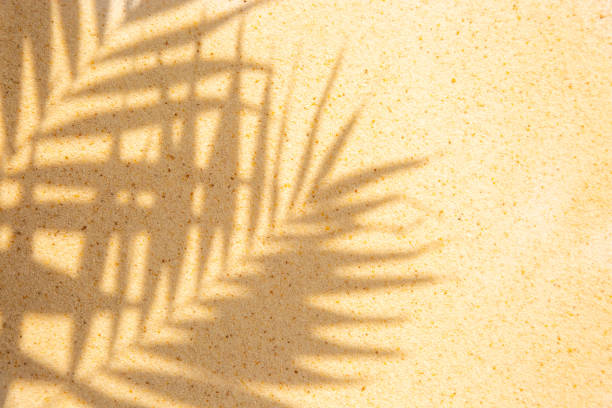 istock Palm leaves shadow over sand background 2168831727