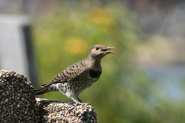 Northern Flicker (Red-shafted, female) colaptus auratus) perched on stone bench