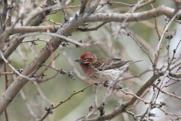 istock Cassin's Finch (male) (haemorhous cassini) perched in a leafless tree 2168831888
