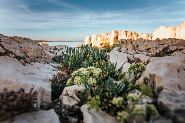 Sea fennel clings to a rocky precipice, bathed in the warm light of a sunny day minutes before sunset. The Adriatic Sea serves as a stunning backdrop, shimmering under the golden glow