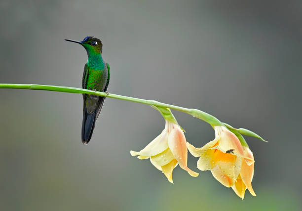 istock Violet-fronted Brilliant hummingbird perching on a water covered yellow flower 2168832118