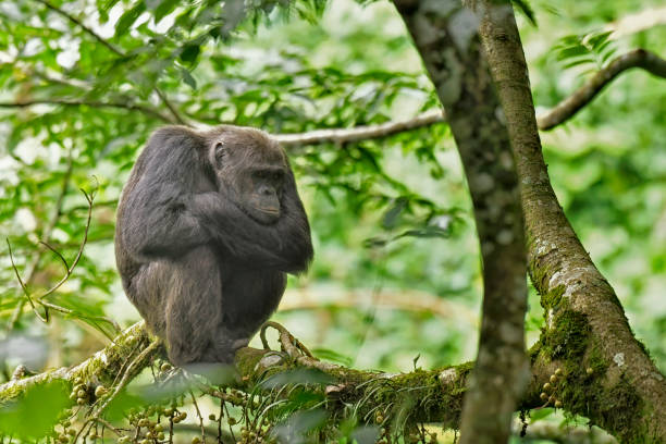 A wild Endangered  (IUCN 3.1) African chimpanzee is seen sitting on a tree limb.  The great Ape is looking up with its arms crossed.  The wild animal appears to be pouting.  The entire animal can be seen in sharp focus in this photo. The chimpanzee in this photo is wild.