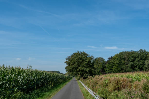 narrow road, cornfield on the left, crash barriers on the right