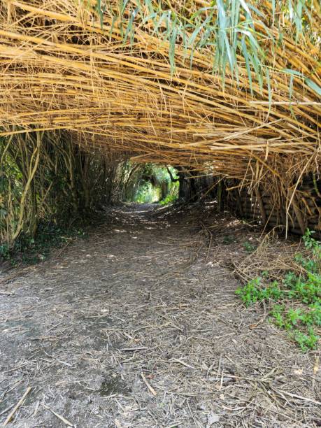 A dirt pathway through a dense cane thicket near Lake Averno, Pozzuoli, Naples. The canes form a natural tunnel, casting dappled sunlight and creating a tranquil, secluded atmosphere in the countryside
