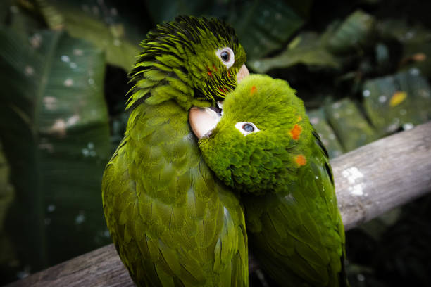 Pair of green parrots tenderly grooming each other on a branch, surrounded by dense, green jungle foliage