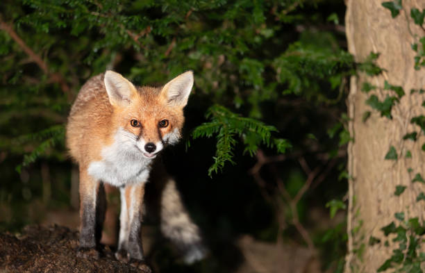 istock Red fox standing in a forest in autumn 2168835194