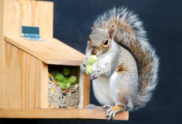 Plantain squirrel is looking at camera on the table at Kuta Beach, Bali Island.