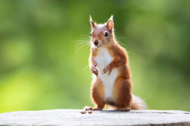 istock Portrait of a cute playful red squirrel standing on a tree stump 2168835254