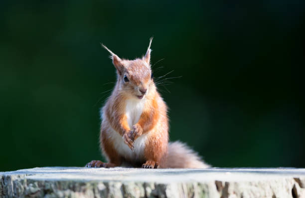 istock Portrait of a cute playful red squirrel standing on a tree stump 2168835272